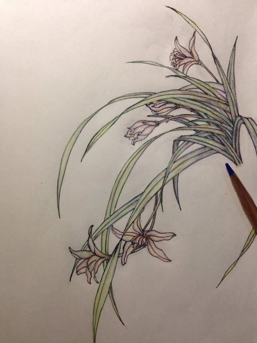 原创【兰花小品】-彩铅画--2016-初夏|彩铅|纯艺