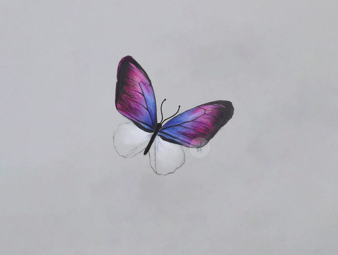 彩铅——写实蝴蝶绘画步骤