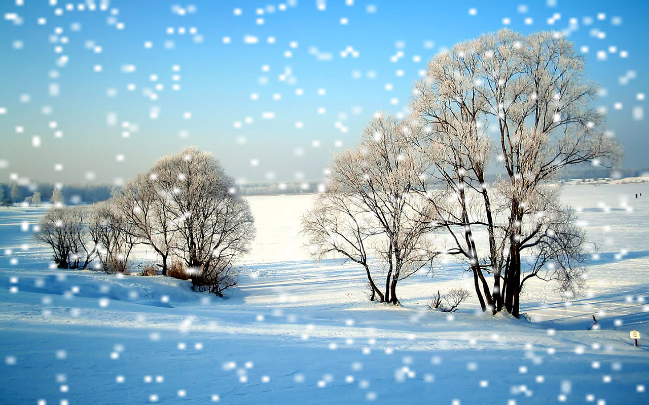 唯美冬季树木雪景自然风景壁纸-壁纸图片大全