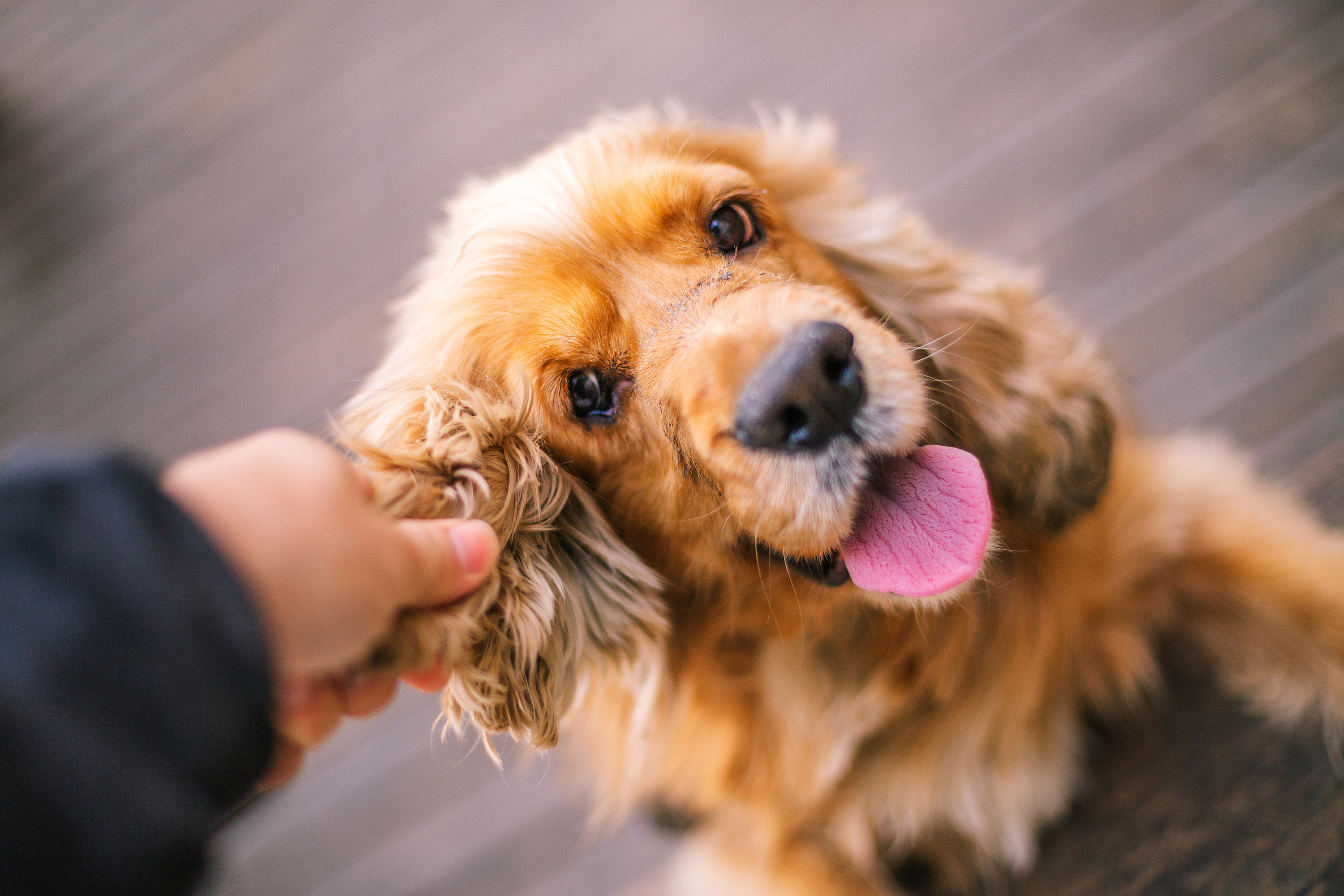 院子里的小猫小狗|摄影|动物|lee禄通 - 原创作品