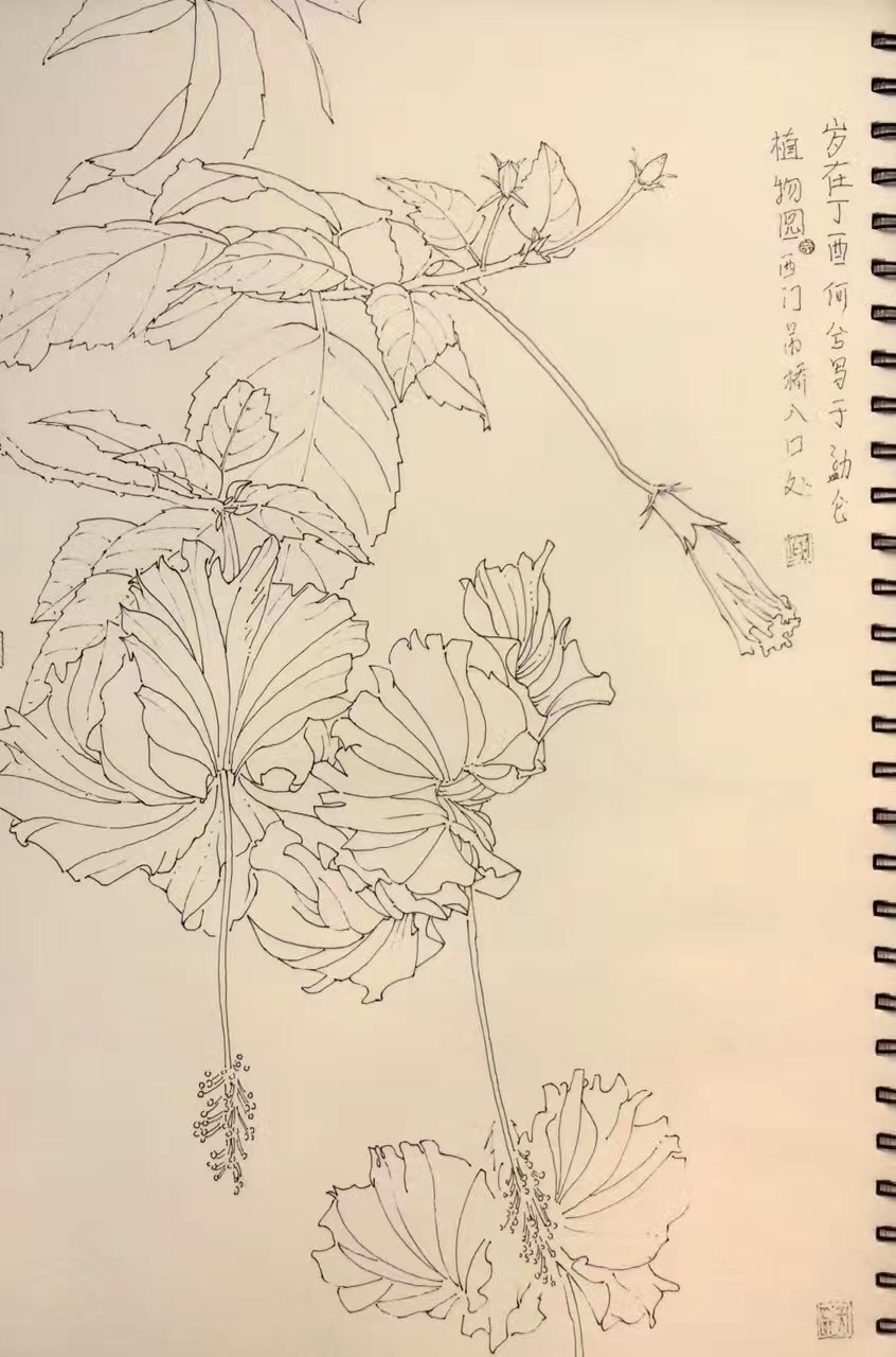 植物写生|纯艺术|钢笔画|ixixeh - 原创作品 - 站酷