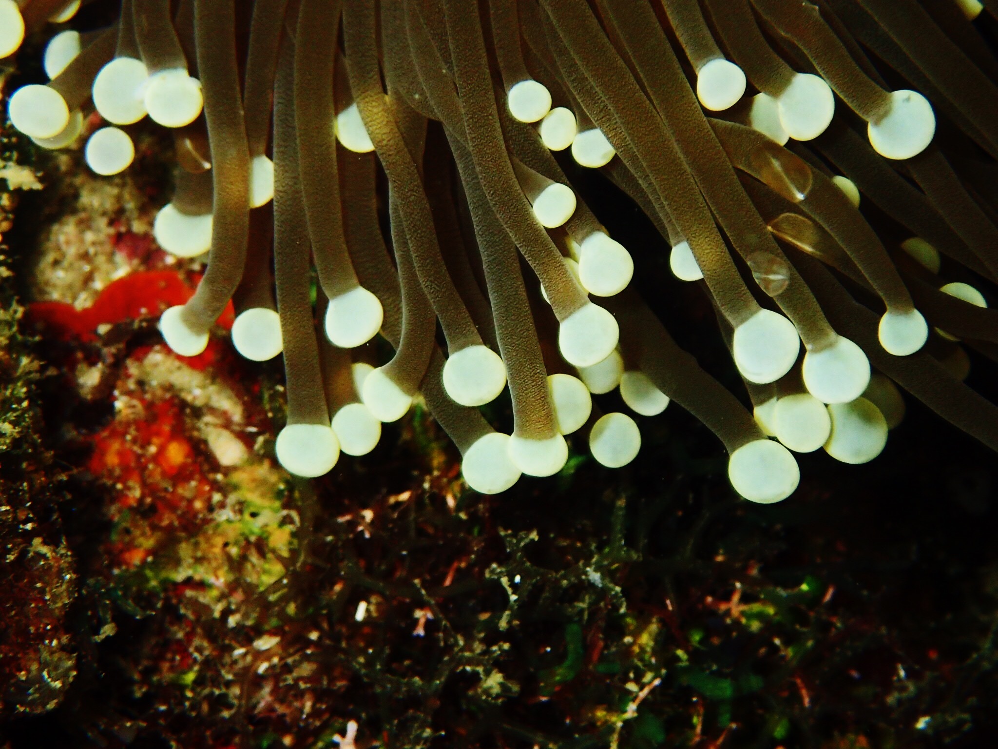 海底生物~|摄影|动物|路郁 - 原创作品 - 站酷 (ZCOOL)