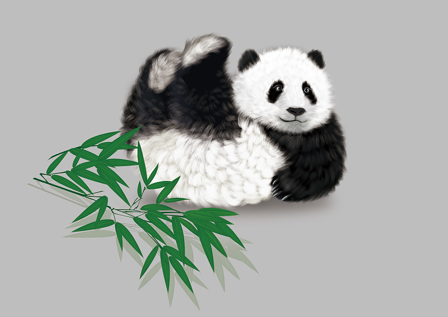成都-熊猫|商业插画|插画|卡木西 - 原创设计作品