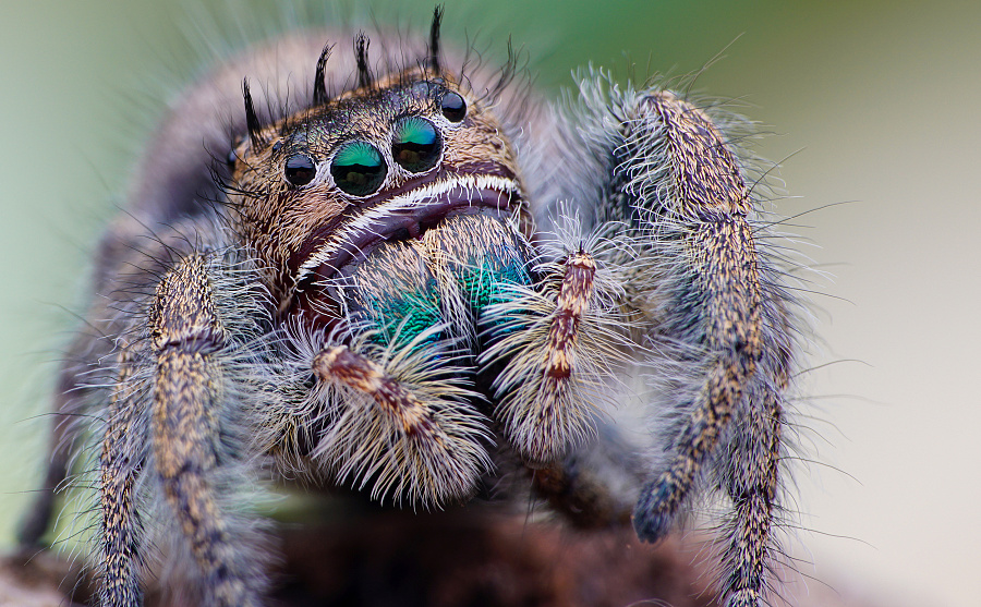 带您认识一些国外精品【跳珠】|||深圳瓜哥 - 原