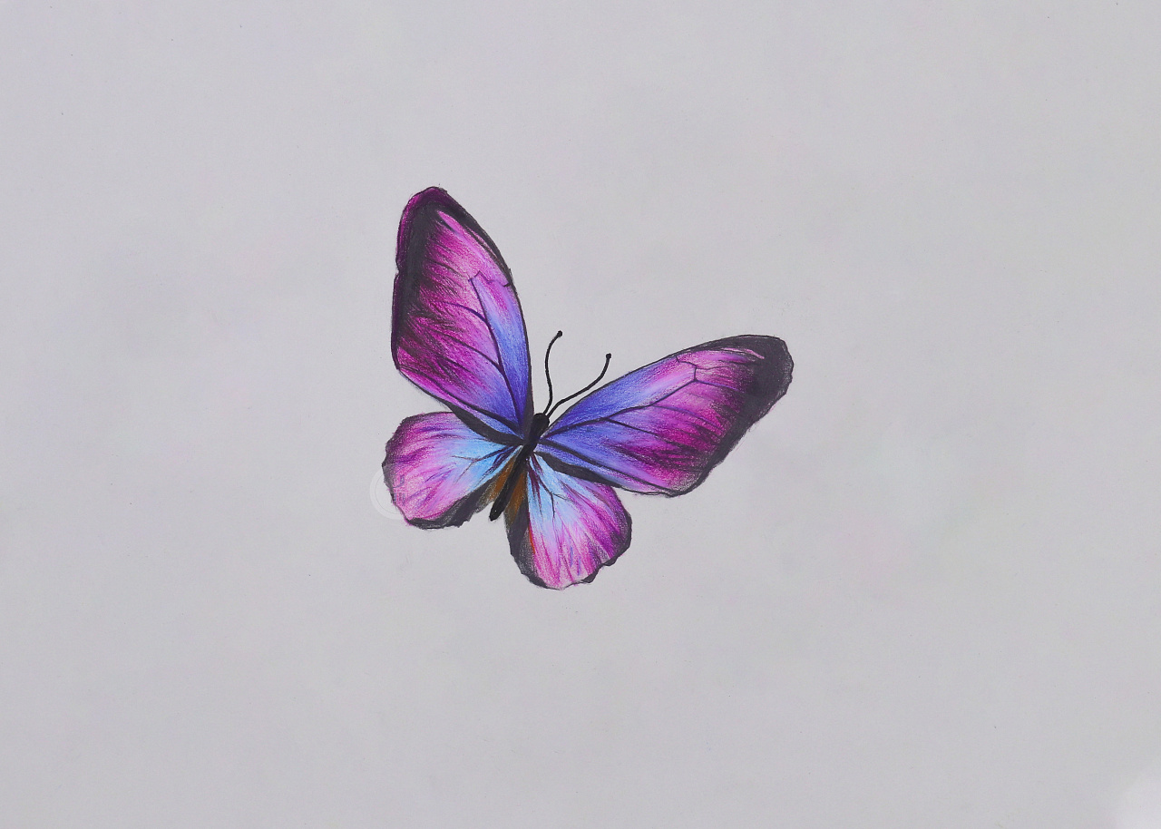 彩铅——写实蝴蝶绘画步骤