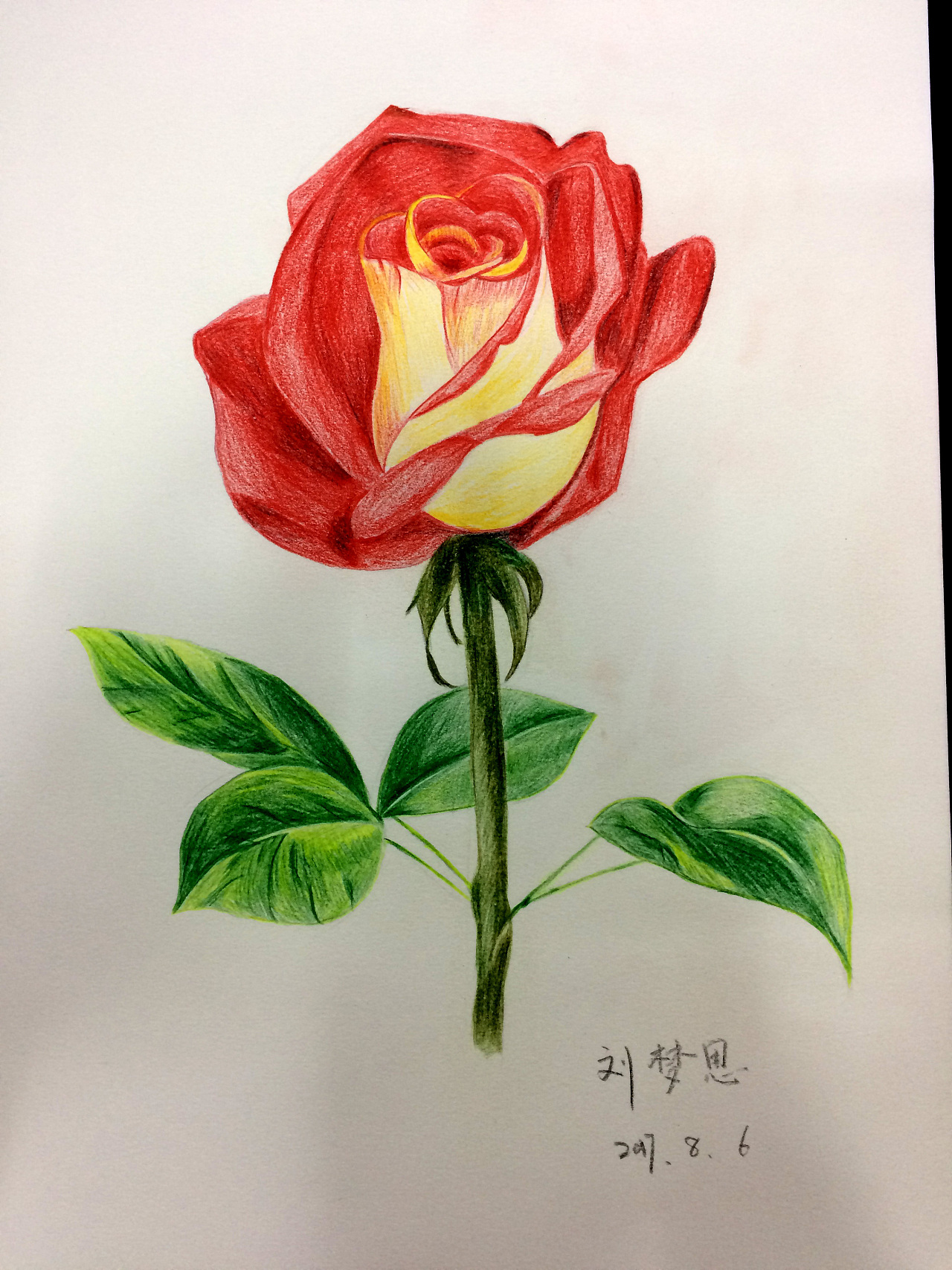 手绘玫瑰|纯艺术|彩铅|nffw - 原创作品 - 站酷