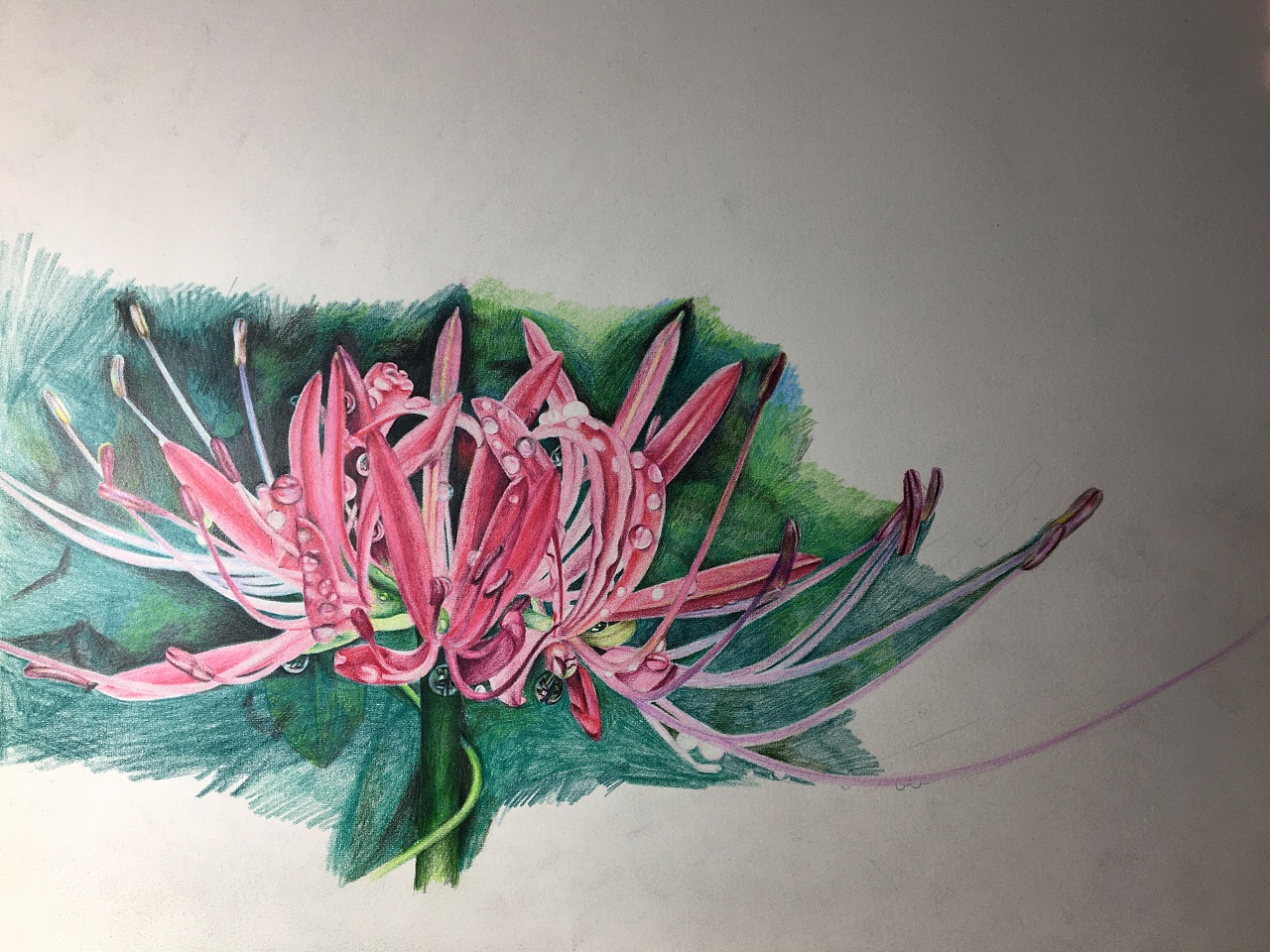 彩铅画-曼珠沙华