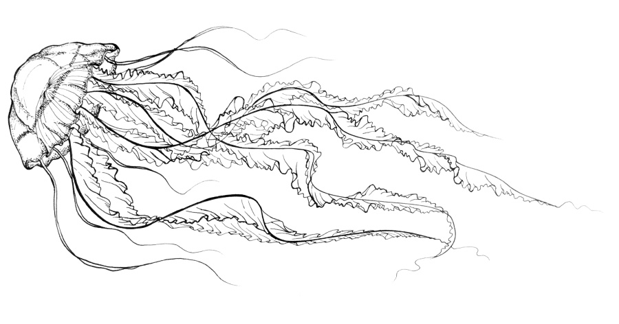 钢笔画--水母|绘画习作|插画|undine_z - 原创设计