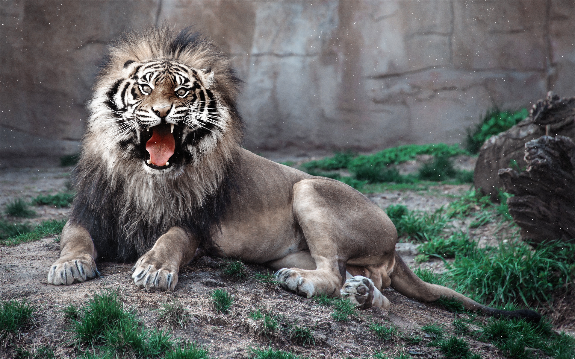 “狮虎山”与狮虎文化——走进北京动物园（之三） - 知乎