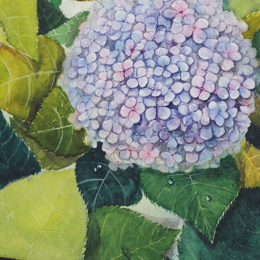 水彩绣球花【附步骤】|绘画习作|插画|麦茶超人