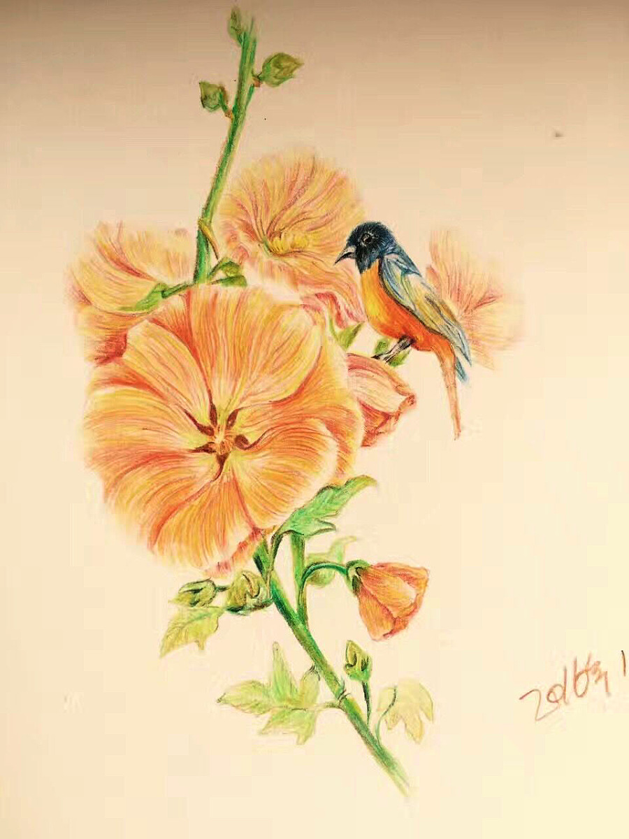 彩铅植物花鸟|绘画习作|插画|洛洛7743 - 原创设计作品 - 站酷 (ZCOOL)