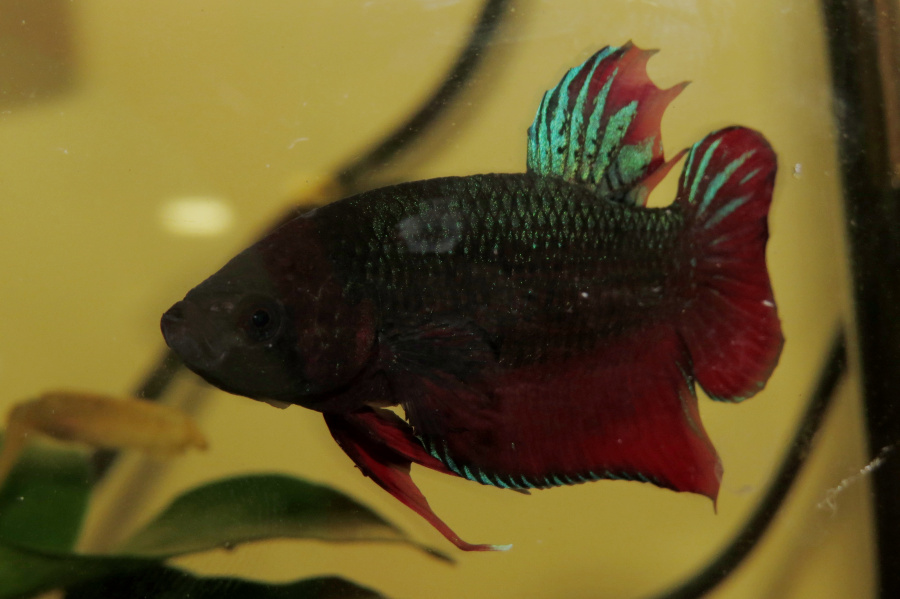 暹罗斗鱼|宠物\/动物|摄影|EvanIsaacs - 原创设计