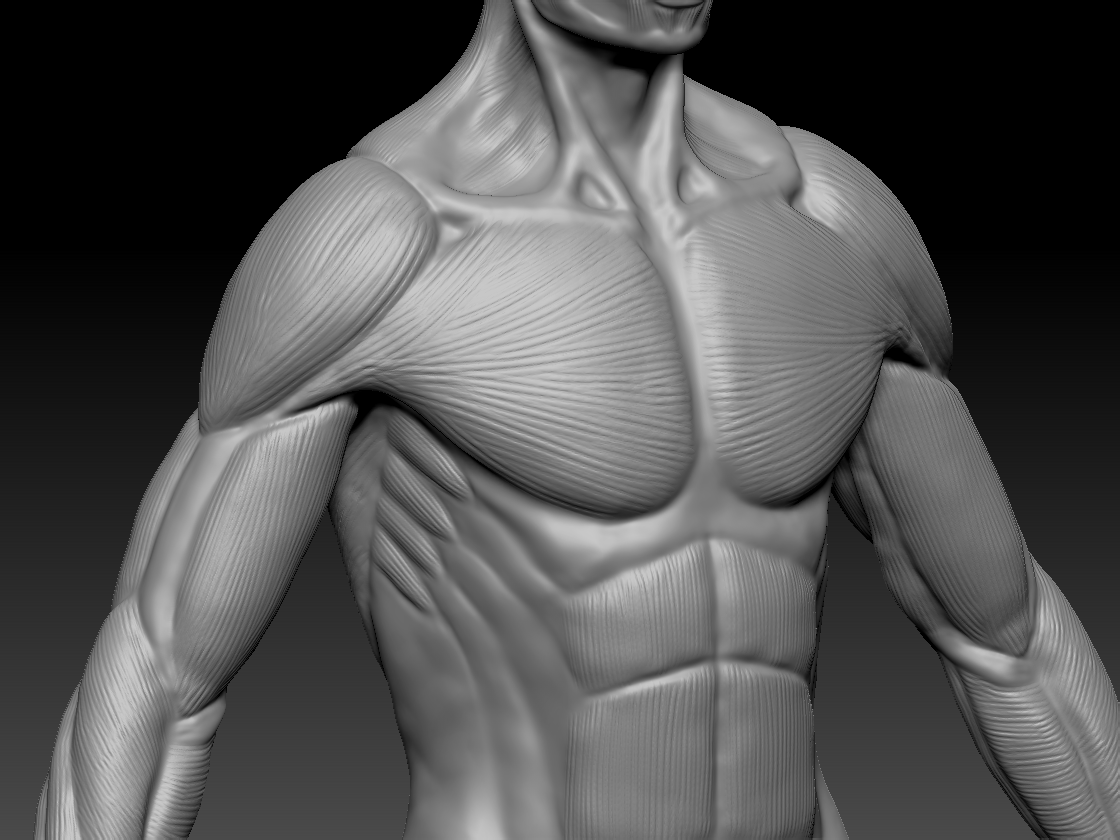 男性人体肌肉模型练习