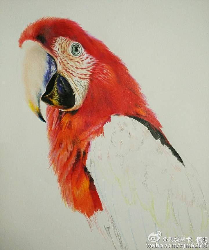 彩铅画金刚鹦鹉