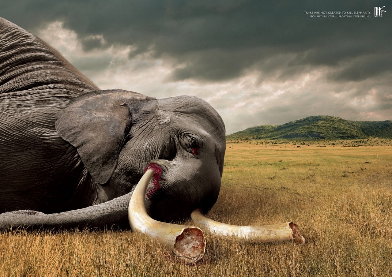 公益海报野生动物动物保护野生保护协会世界动植物日动物折页背景板