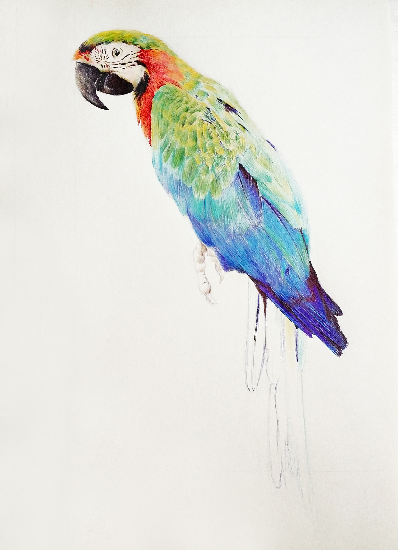 《彩色的鹦鹉》