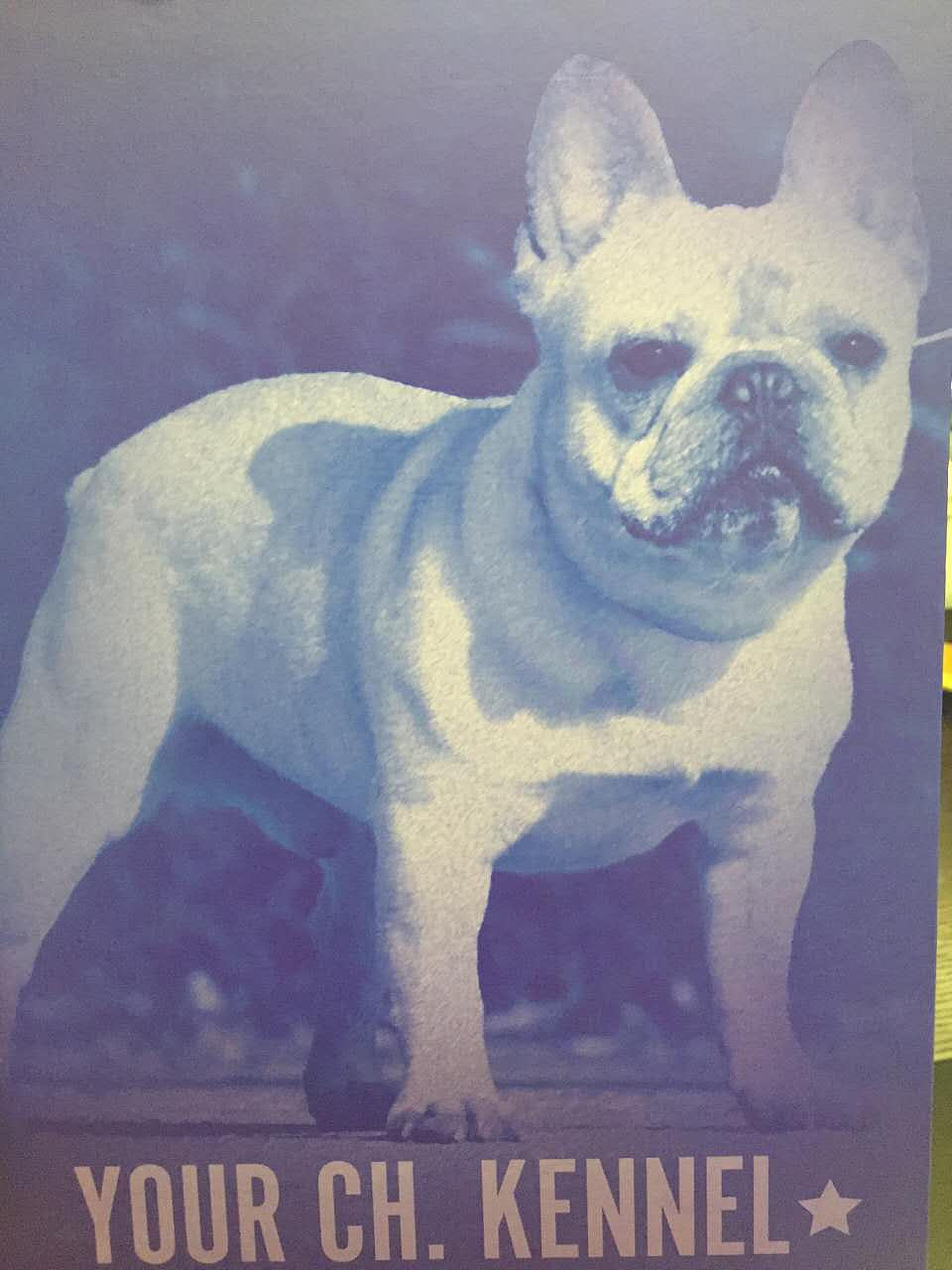 法国斗牛犬logo设计|平面|品牌|山河兄 - 原创作