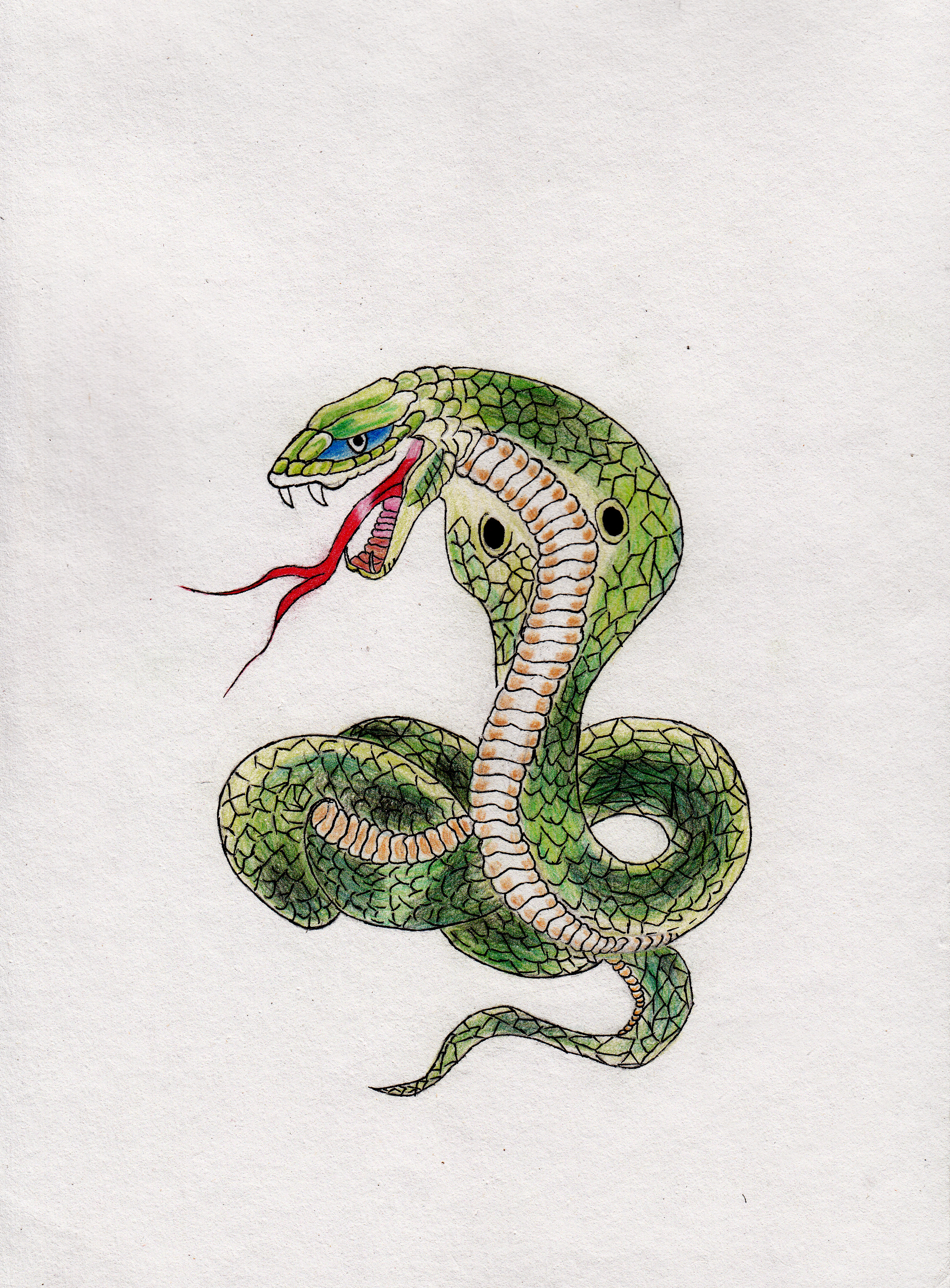 第一眼看到这条蛇就感到霸道,霸气,特别喜欢,自己就用彩铅画