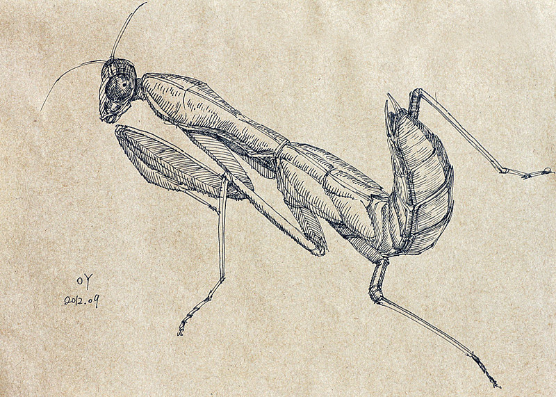 oy手绘:一些螳螂