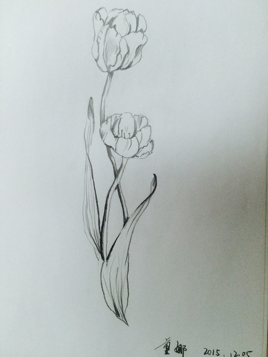 花卉系列|绘画习作|插画|Nanna123 - 原创设计作