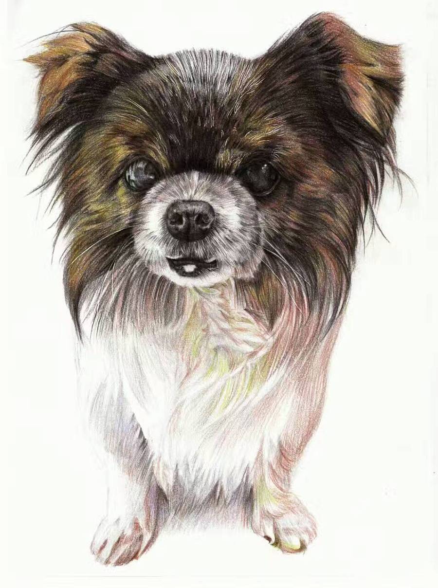 彩铅狗贝贝|彩铅|纯艺术|偹偹 - 原创设计作品 - 