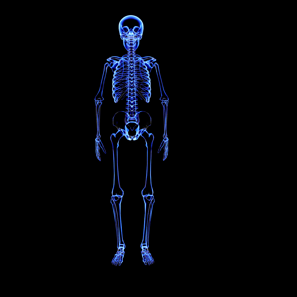 x光人体骨骼