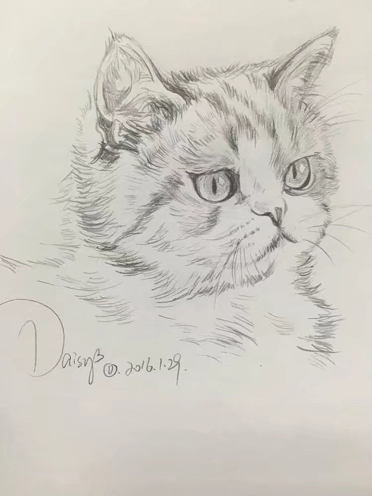 猫咪的肖像