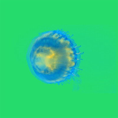 jelly jelly fish|短片|影视|乔阿呸 - 原创设计作品 - 站酷 (zcool)