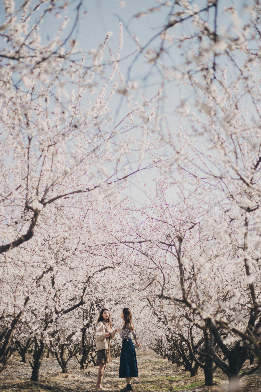 沾衣欲湿杏花雨,吹面不寒杨柳风|人像|摄影|摄影