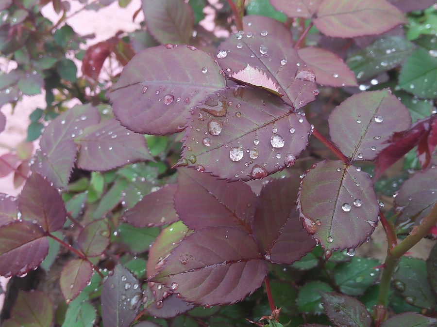 春雨滴滴答答落在叶子上。停在上面,一动不动