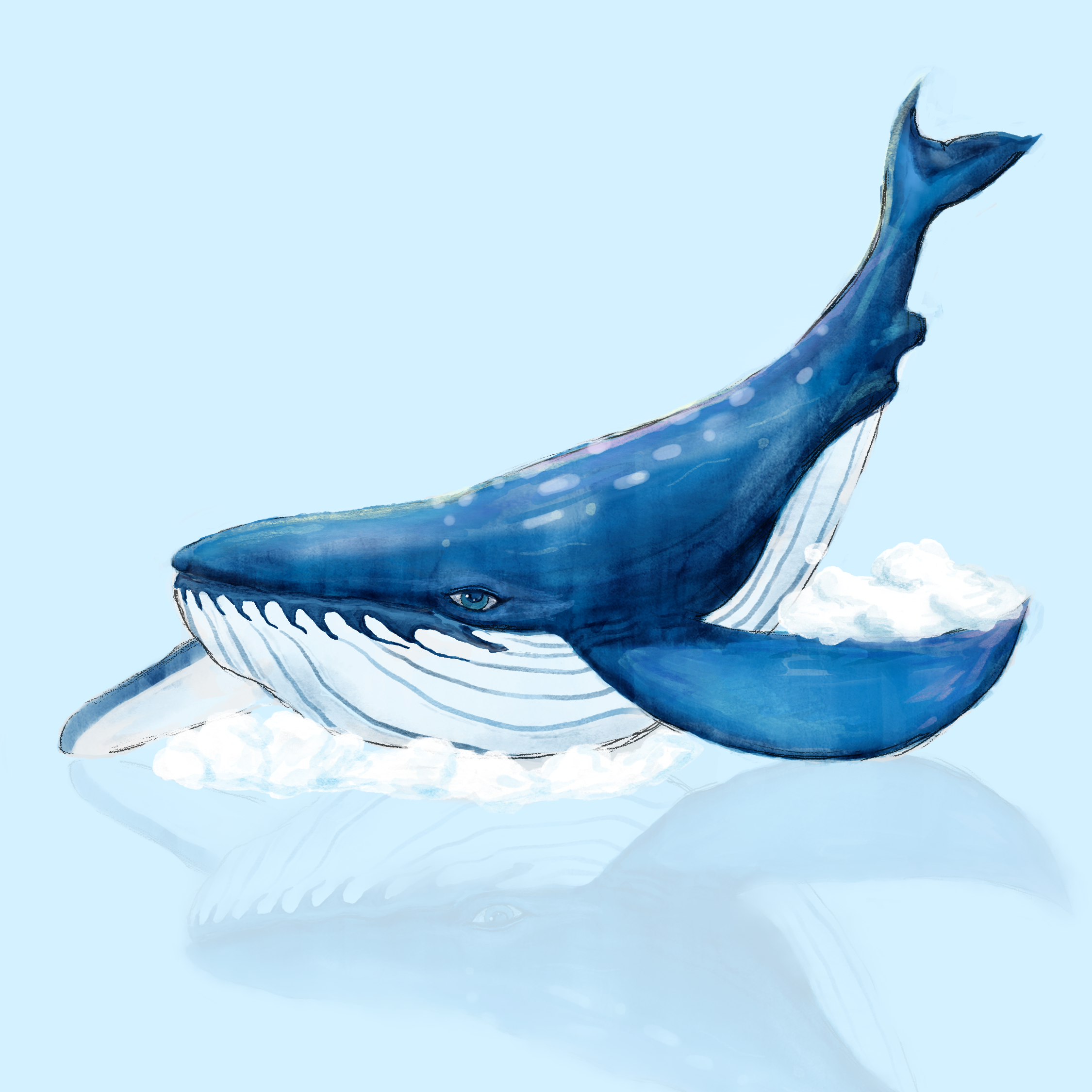 单个练习——鲸鱼|插画|插画习作|斜杠生活 - 原创