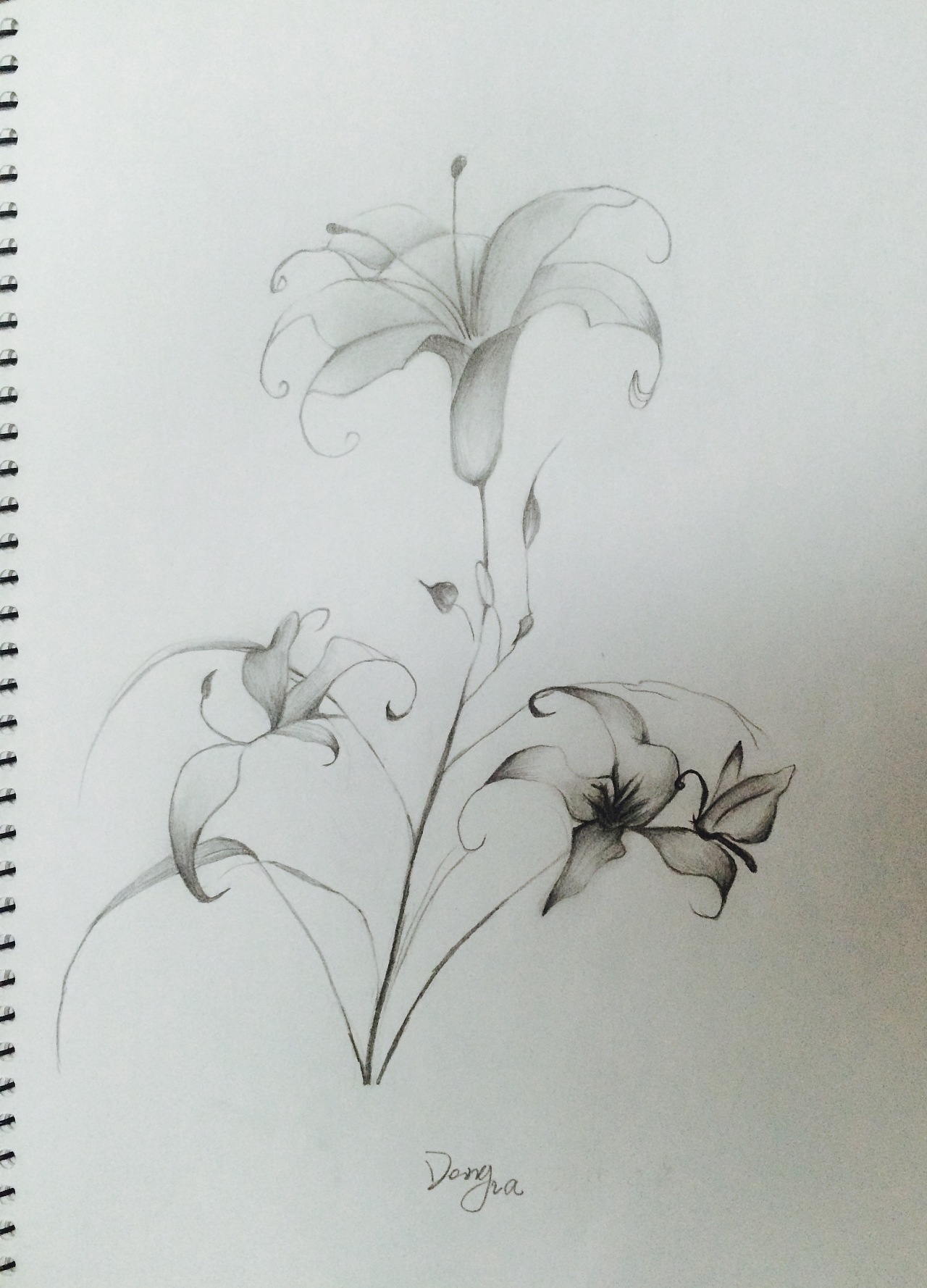花卉素描3         