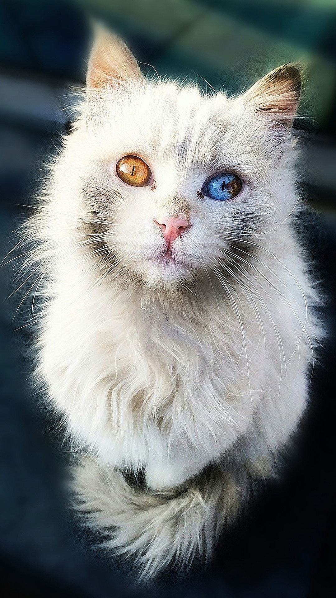 最漂亮的猫_世界上最漂亮的猫 图片 蛋蛋赞