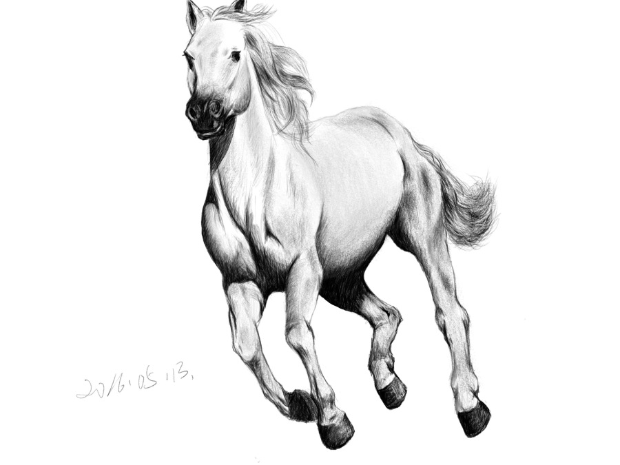 一匹马,一只小猫|绘画习作|插画|泊熙凡 - 原创设