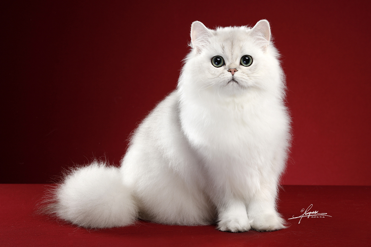 英国长毛猫|摄影|动物|amyworks赛猫摄影 - 原创作品