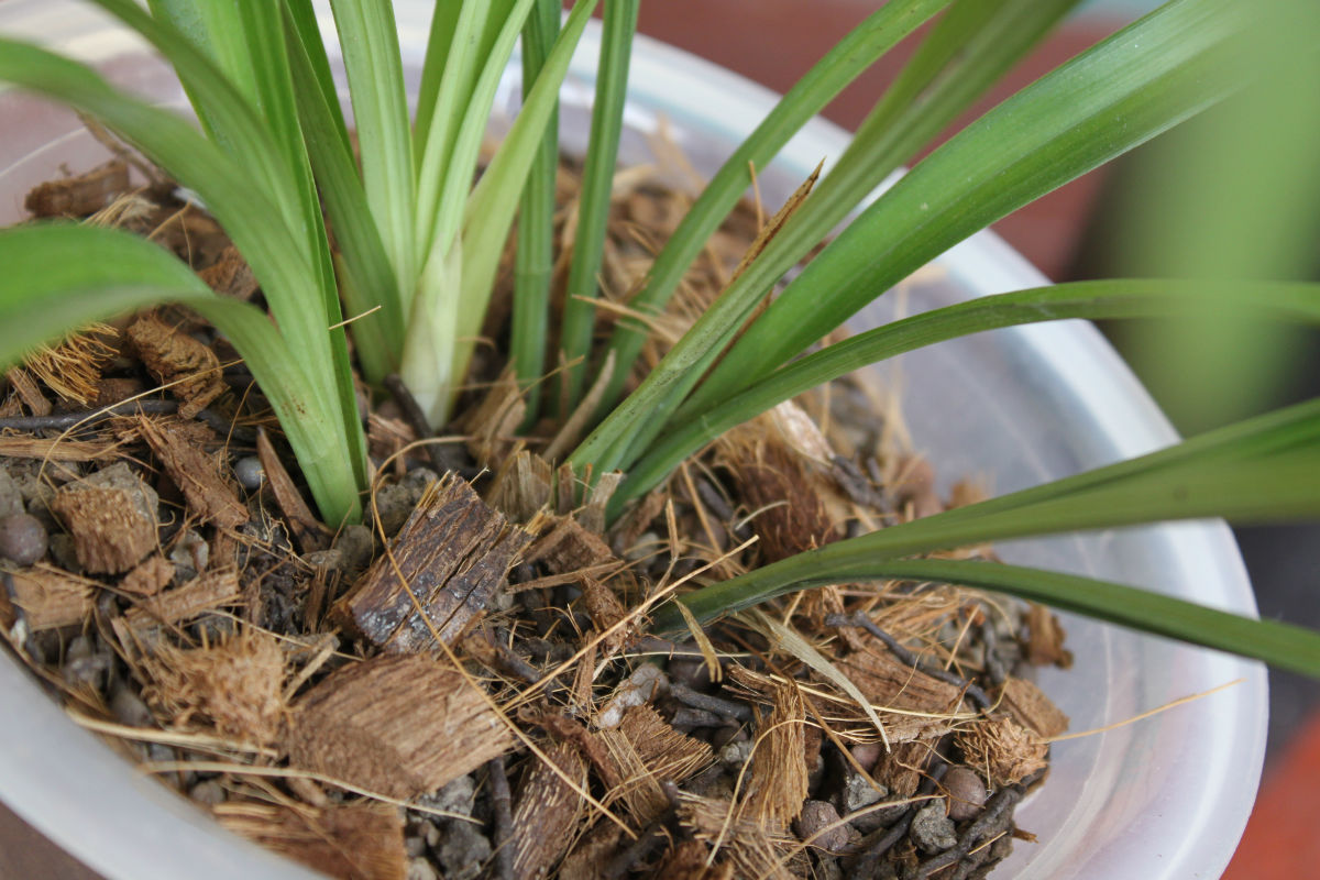 BIHEE百合C21移动