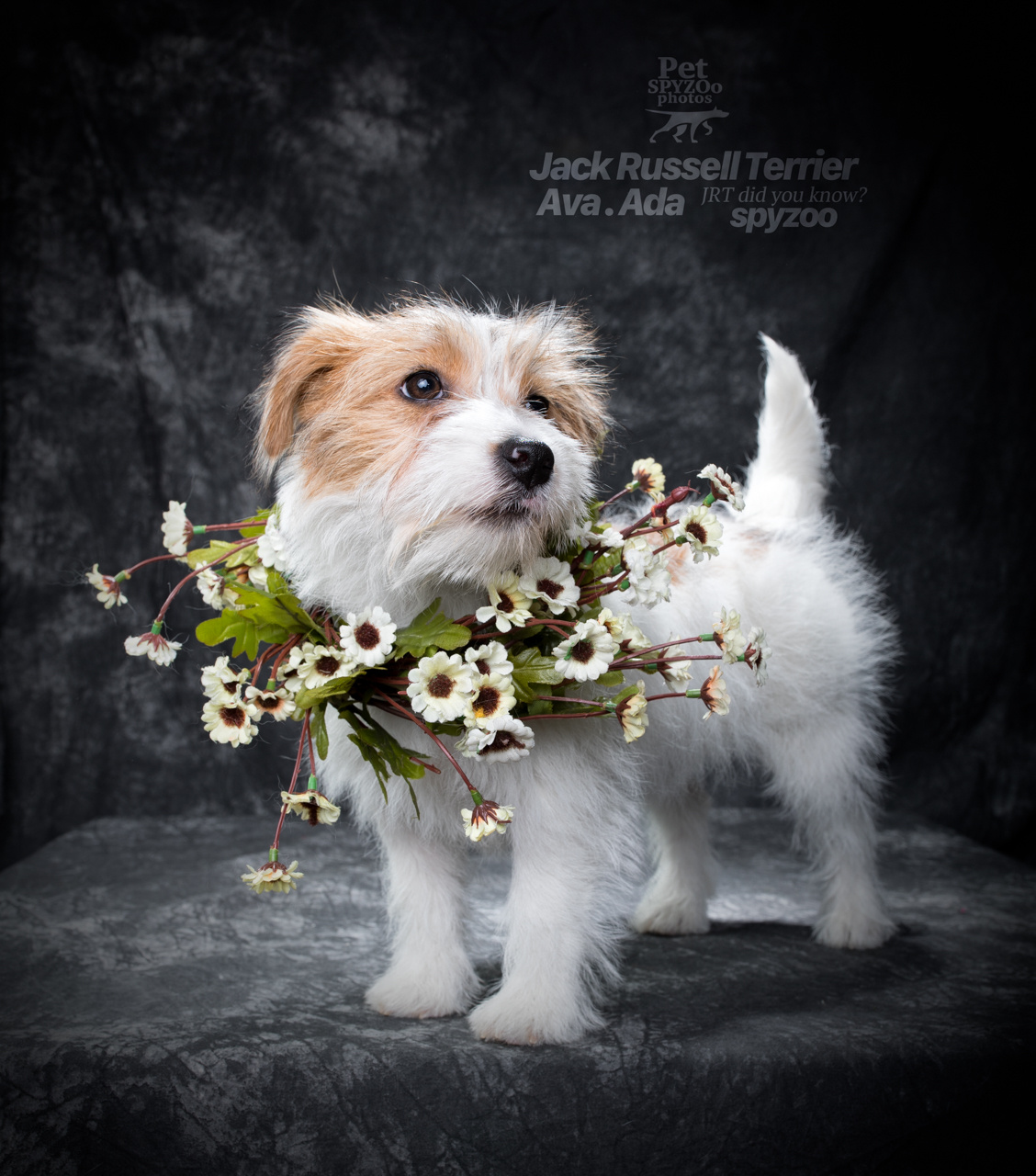 杰克罗素梗 天津宠物摄影spyzoo宠物写真|摄影