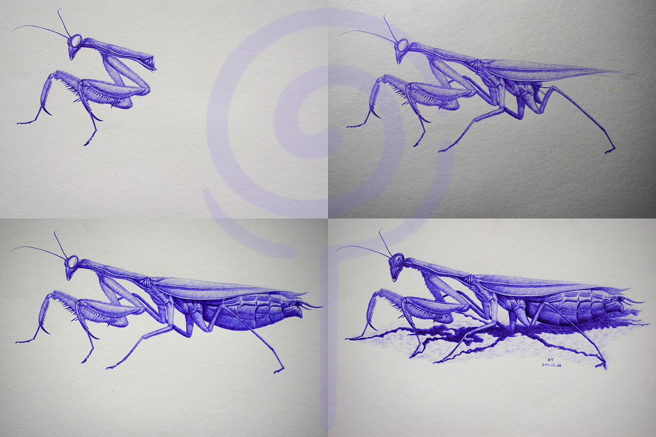 OY手绘：一些螳螂|纯艺术|速写|欧阳鹏杰_OY - 原创作品 - 站酷 (ZCOOL)