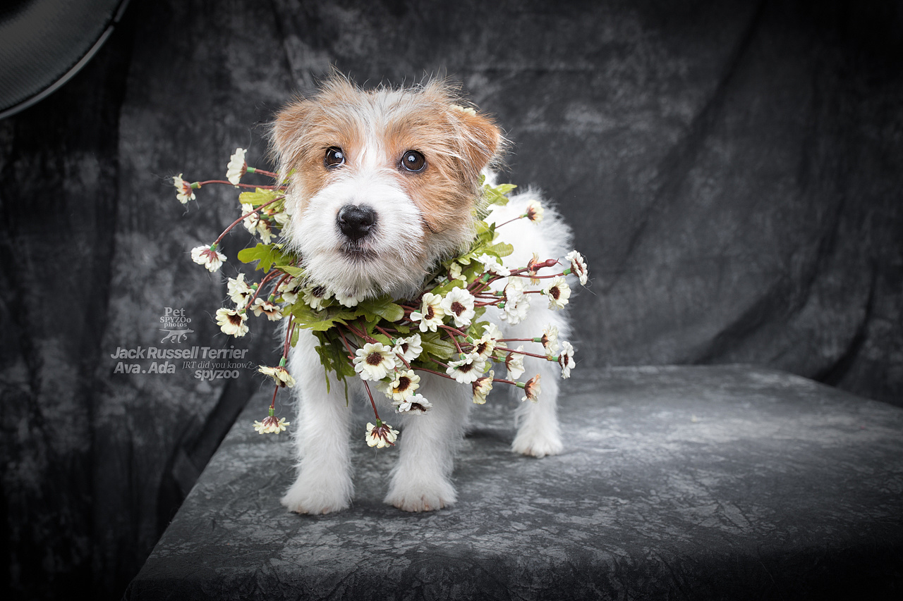 杰克罗素梗 天津宠物摄影spyzoo宠物写真|摄影