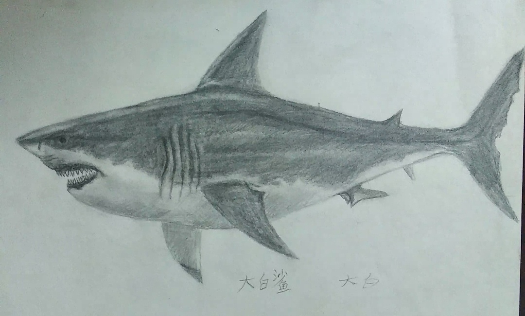 海底总动员大白鲨 2015