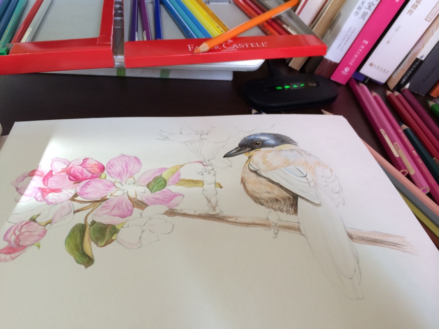 彩铅画鸟练习|彩铅|纯艺术|猫大王YM - 原创设计