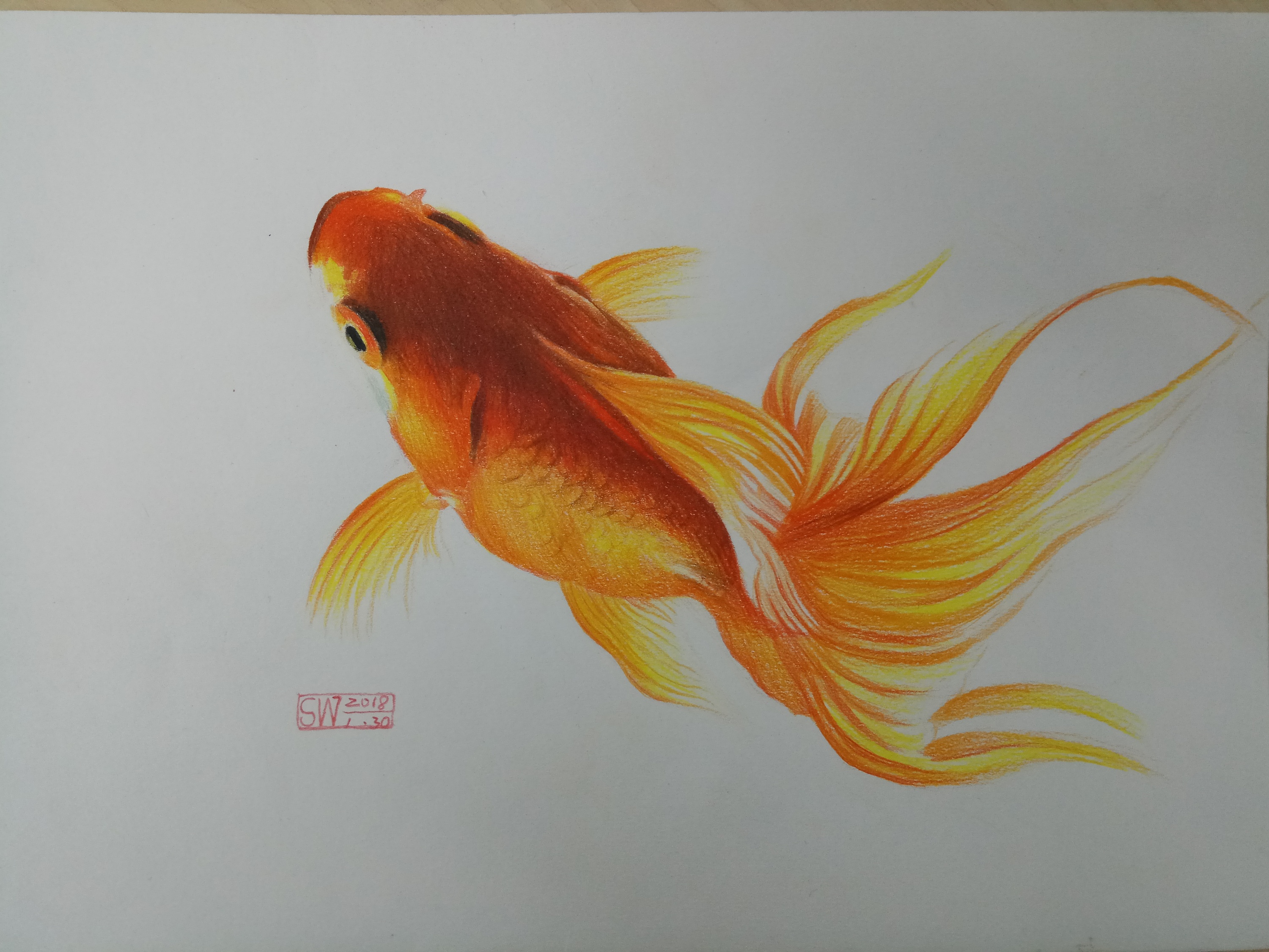 金鱼～彩铅画