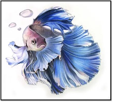 彩色铅笔画步骤教程:泰国斗鱼的画法图片