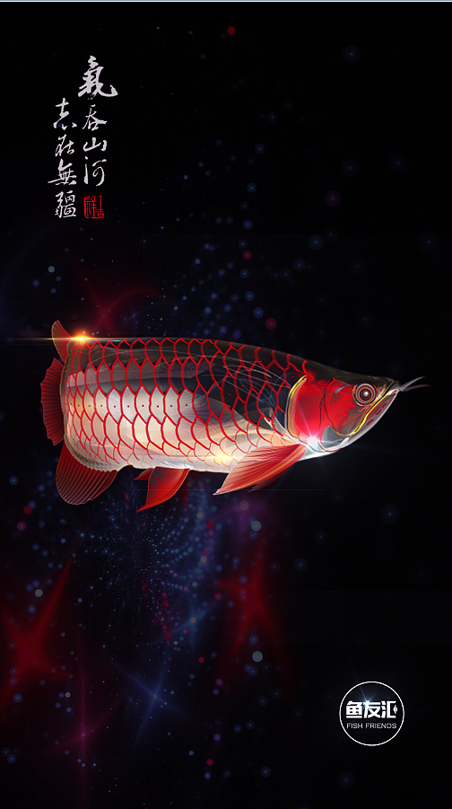 壁纸 动物 鱼 鱼类 504_901 竖版 竖屏 手机
