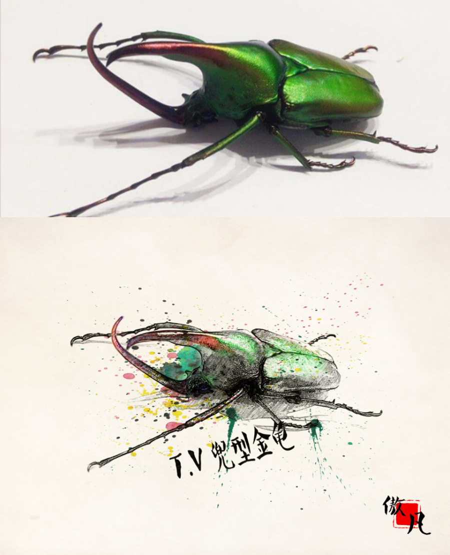 一些昆虫彩绘的水彩稿子|商业插画|插画|傲凡先