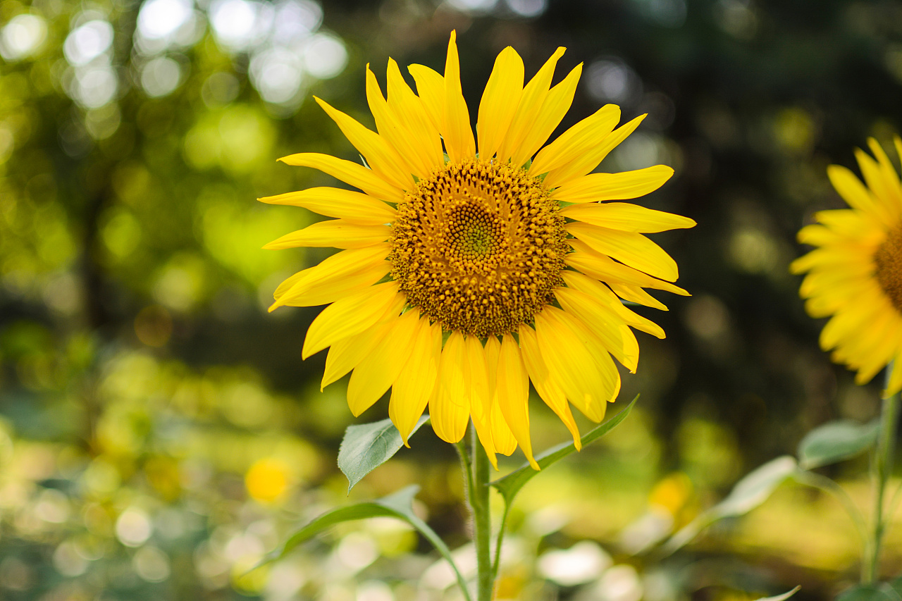 向日葵:sunflower:的夏天