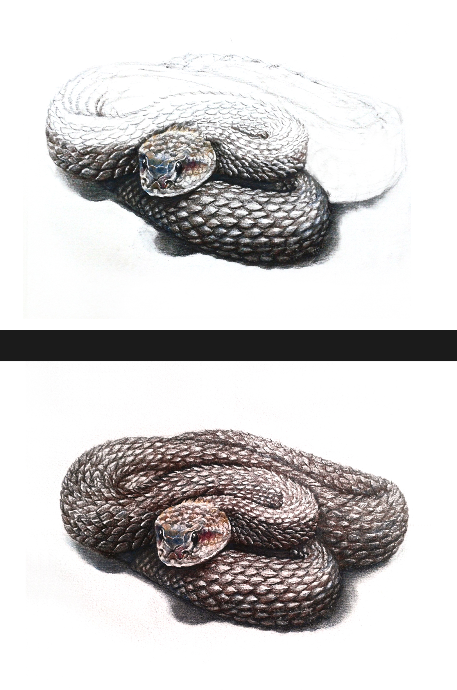 彩铅响尾蛇