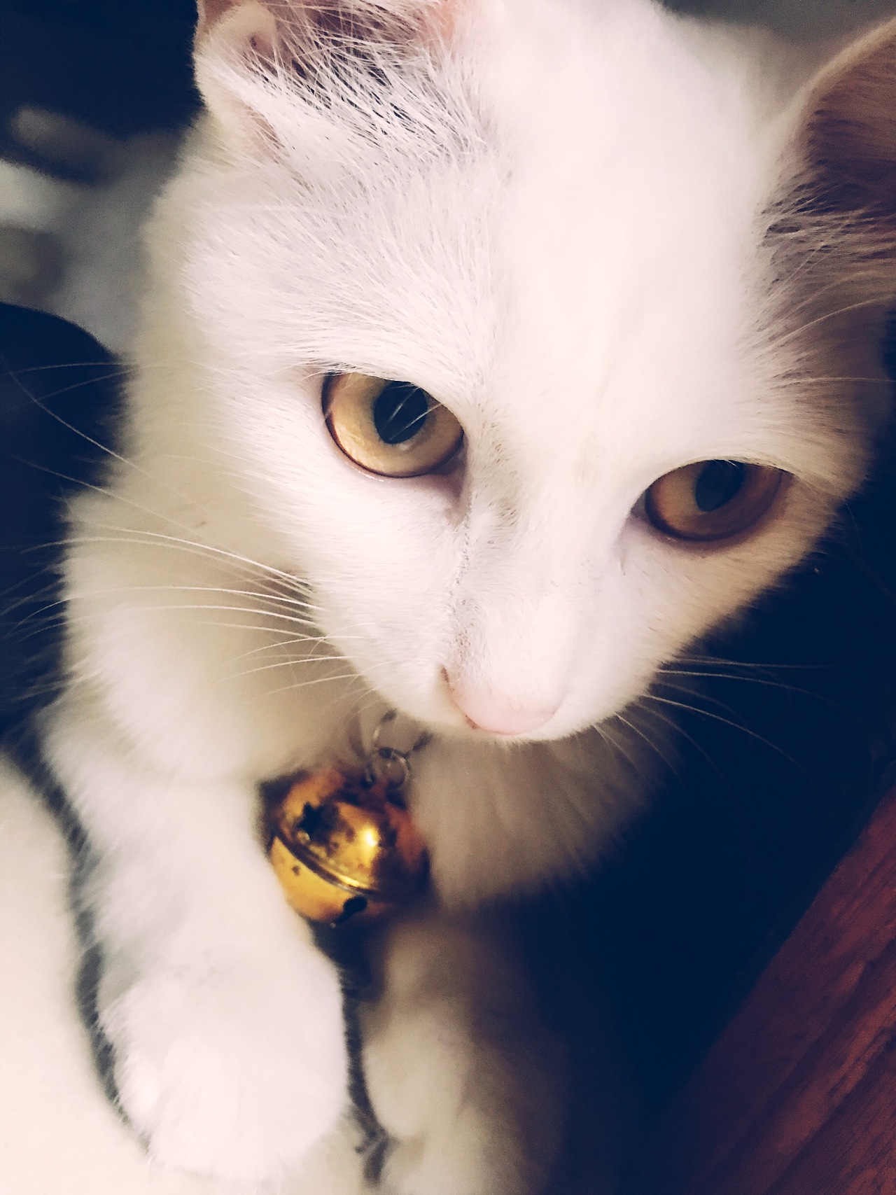 壁纸 动物 猫 猫咪 小猫 桌面 1280_1707 竖版 竖屏 手机