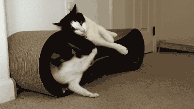 壁纸 大熊猫 动物 400_225 gif 动态图 动图