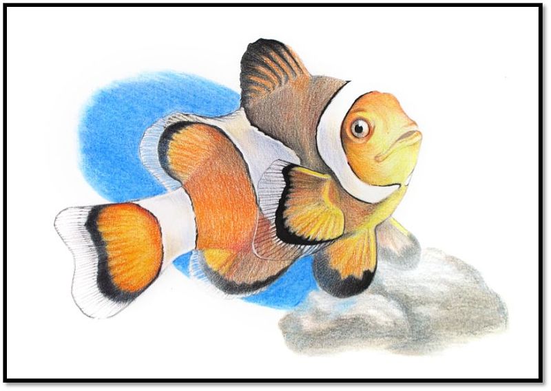 彩色铅笔画步骤教程小丑鱼的画法